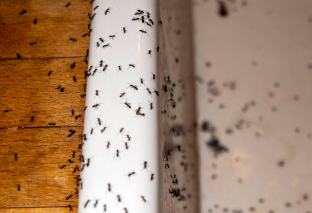 Best Affordable Pest Control Services  in Conneaut, OH